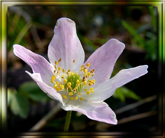 Busch-Windröschen (Anemone nemorosa)