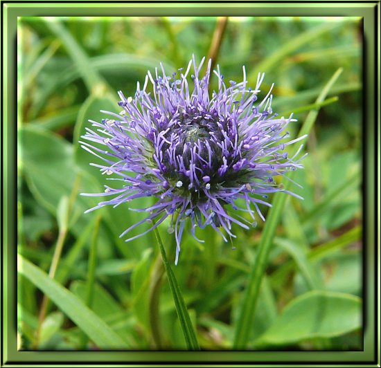 Gewöhnliche Kugelblume