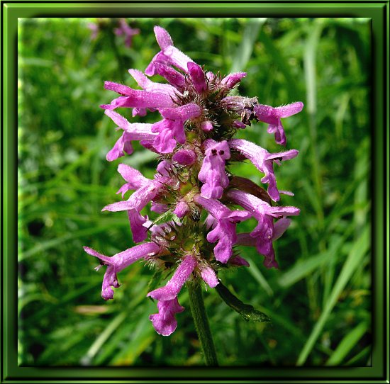 Heil-Ziest / Heil-Batunge