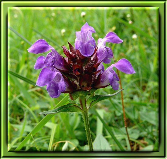 Großblütige Braunelle