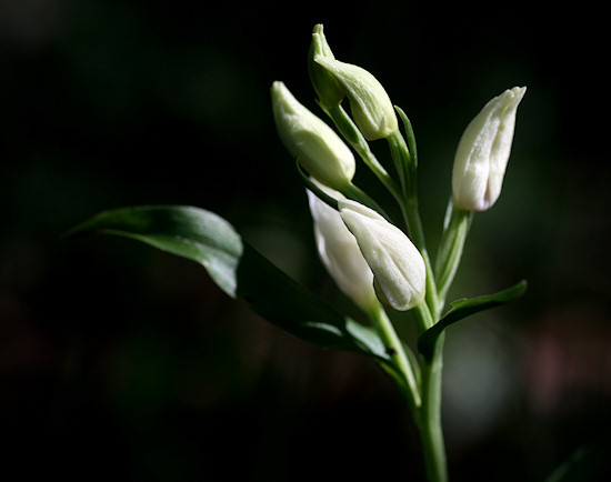 Weißes Waldvöglein