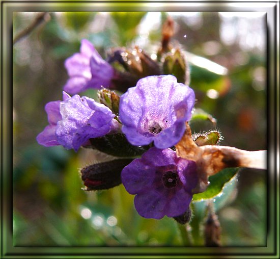 geflecktes Lungenkraut