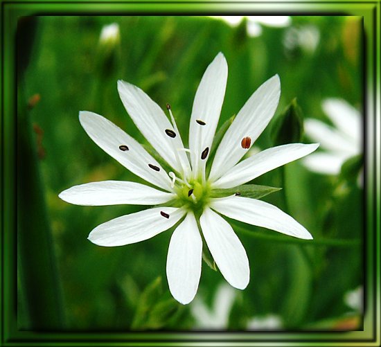 Gewöhnlicher Wasserdarm