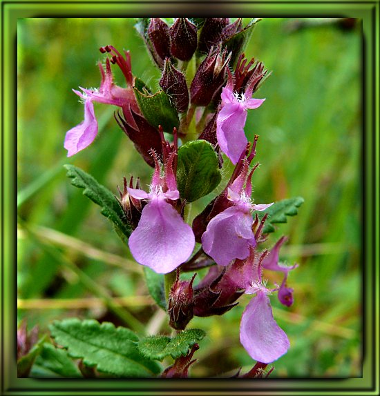 Edelgamander / Echter Gamander