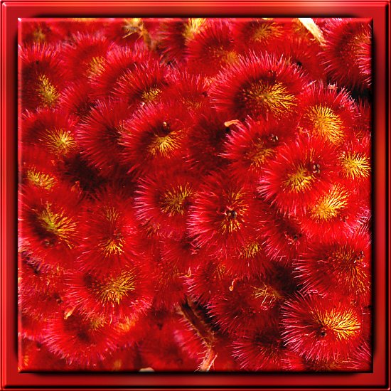 Fruchtstand des Essigbaums