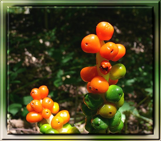 Gefleckter Aronstab mit reifen und unreifen Fr�chten