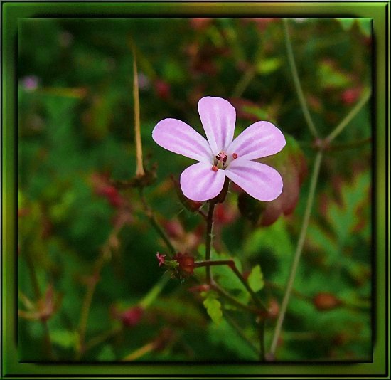 Gewöhnlicher Reiherschnabel