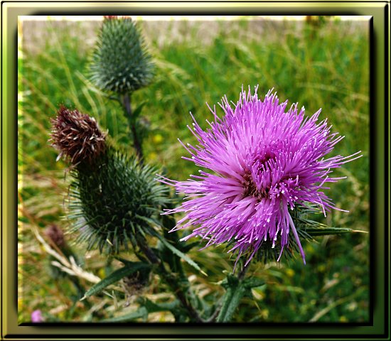 Gewöhnliche Kratzdistel