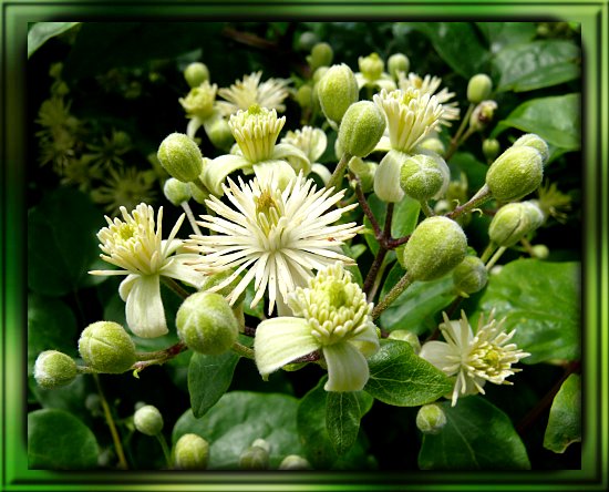 Echte Waldrebe / Weiße Waldrebe