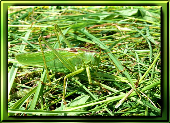 Laubheuschrecke (Tettigonia viridissima)