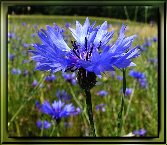 Korn-Flockenblume, kurz Kornblume