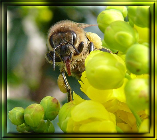 Honigbiene auf einer Gewöhnlichen Mahonie