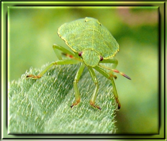 Gr�ne Stinkwanze / Gr�ne Baumwanze