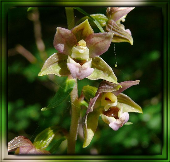 Breitbl�ttrige Stendelwurz