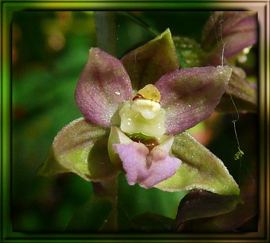 Breitbl�ttrige Stendelwurz