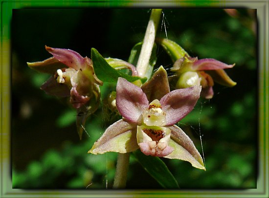 Breitbl�ttrige Stendelwurz