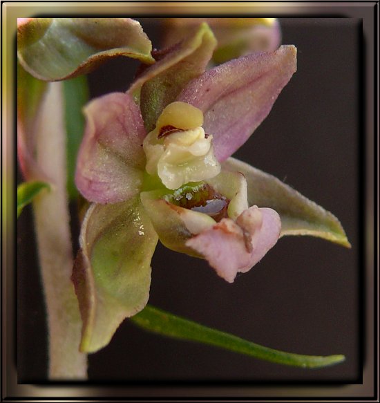 Breitbl�ttrige Stendelwurz