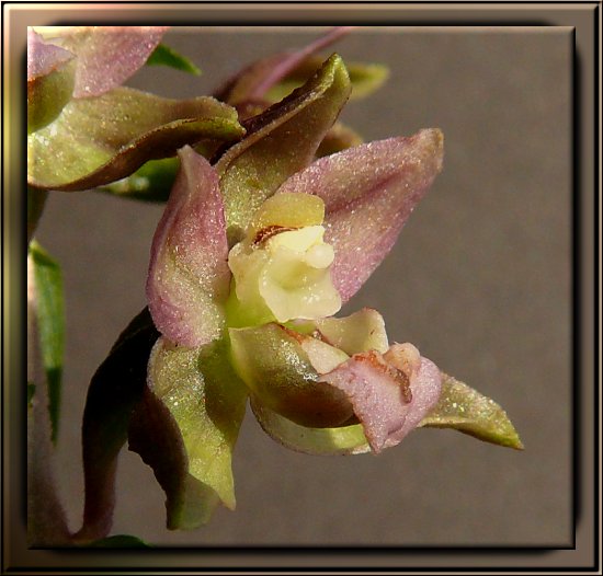 Breitbl�ttrige Stendelwurz