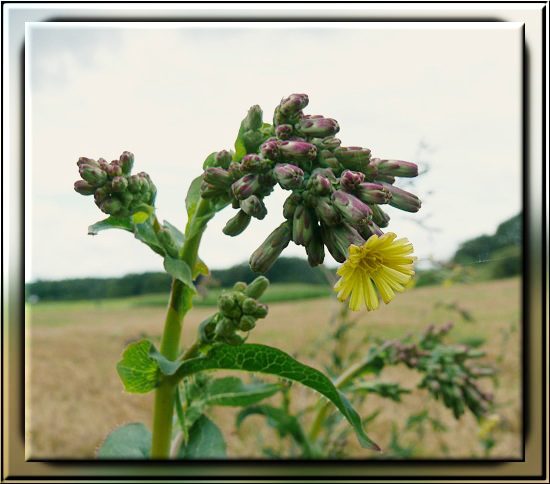 Kompass-Lattich / Stachel-Lattich