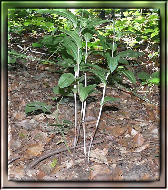 Breitbl�ttrige Stendelwurz kurz vor der Bl�te