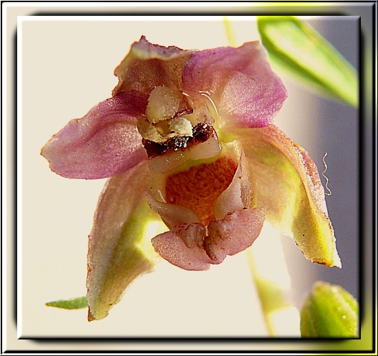 Breitbl�ttrige Stendelwurz