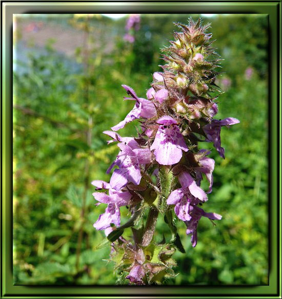 Gefleckte Taubnessel