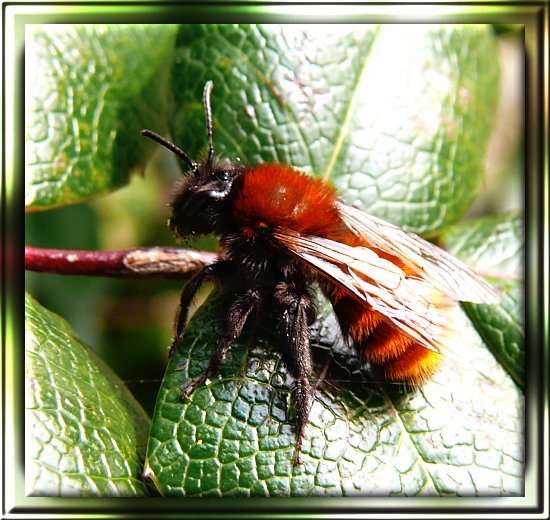 Gehörnte rote Mauerbiene