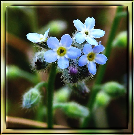 H�gel-Vergissmeinnicht