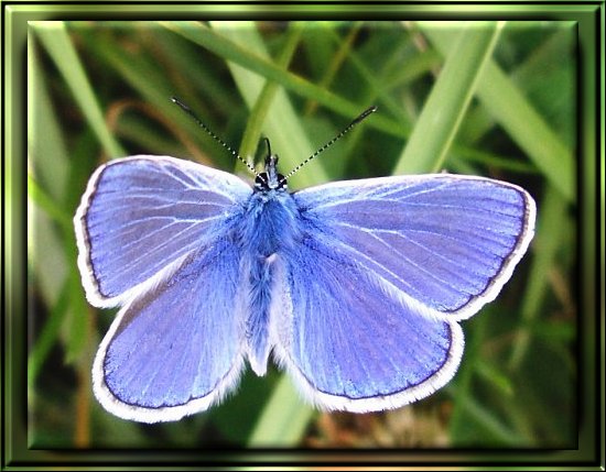 Himmelblauer Bl�uling / Steppenhalden-Bl�uling