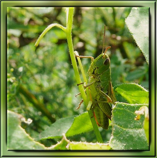 Gemeiner Grash�pfer