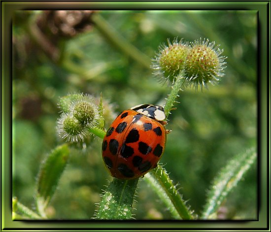 Asiatischer Marienk�fer