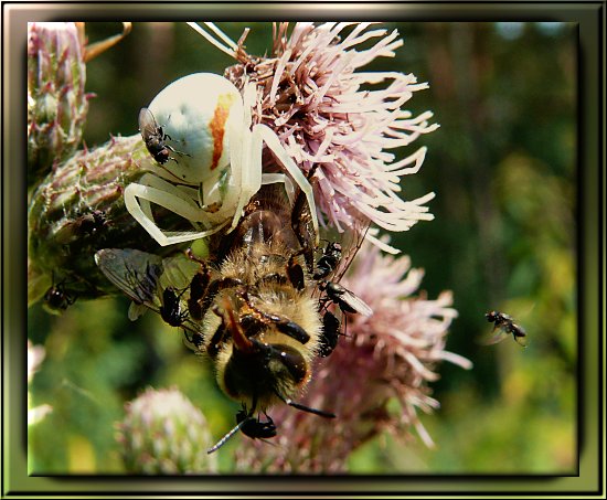 Ver�nderliche Krabbenspinne