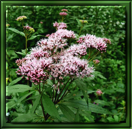 Echter Wasserdost / Kunigundenkraut / Wasserhanf