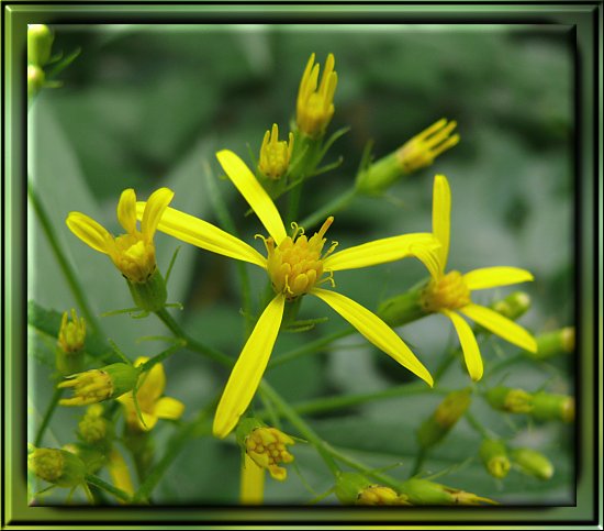 Fuchssche Greiskraut / Fuchs-Greiskraut / Kahles Hain-Greiskraut