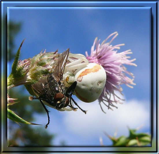 Ver�nderliche Krabbenspinne mit Beute