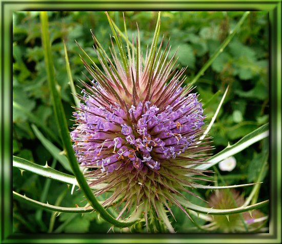 Blühende wilde Karde