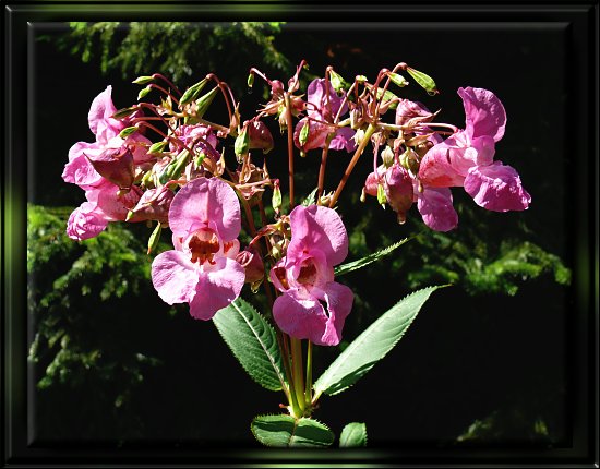 Drüsiges Springkraut