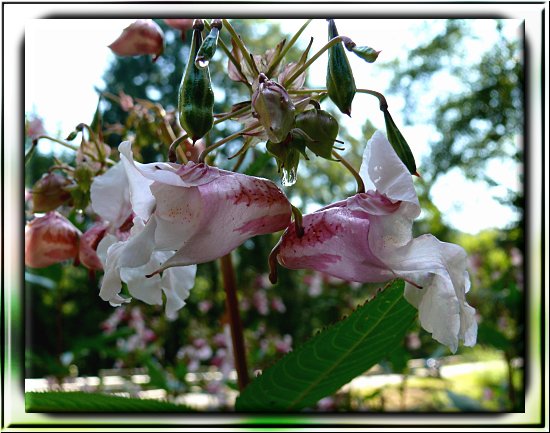 Drüsiges Springkraut