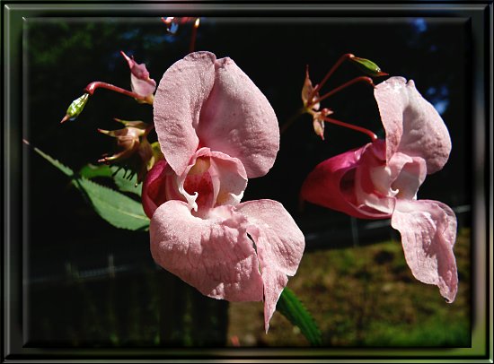 Drüsiges Springkraut