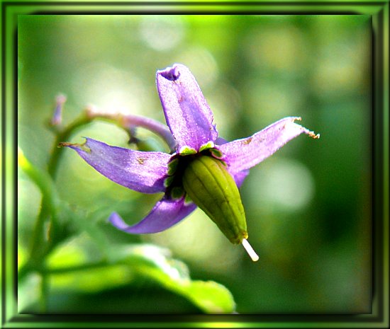Wiesenglockenblume mit Fruchtstand