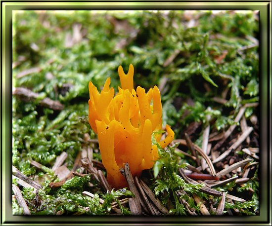 Gegabelter H�rnling