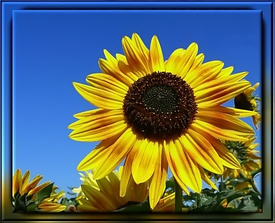 Sonnenblume