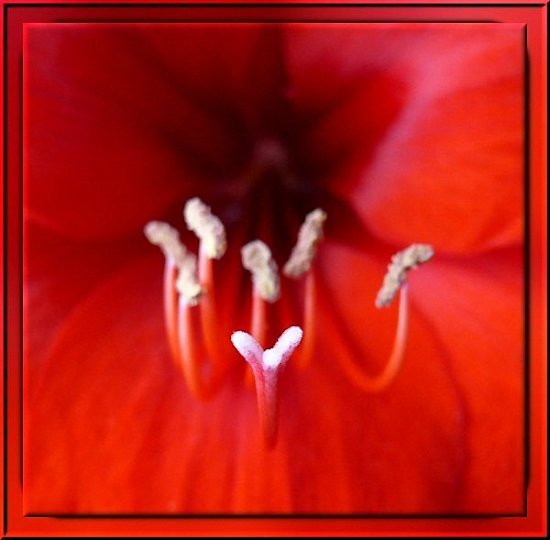 Amaryllis