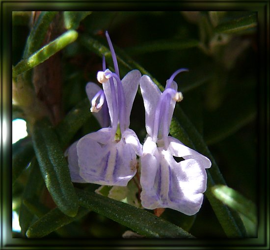 Rosmarinblüte
