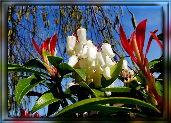 Japanische Lavendelheide