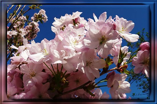 Bl�te der Japanischen Kirsche