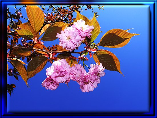 Bl�te der Japanischen Kirsche