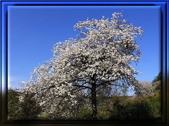 Wildkirsche in voller Bl�te