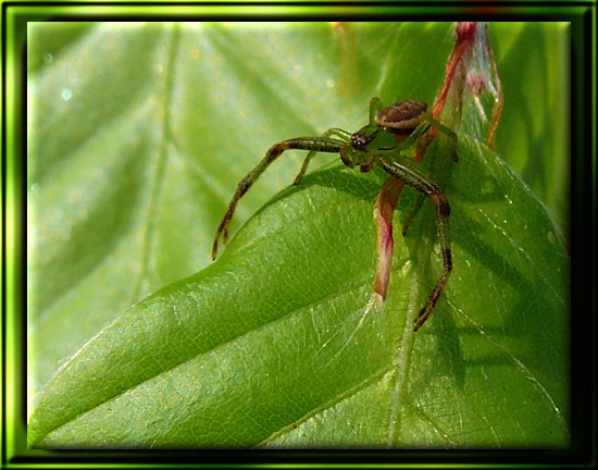 Buchenblatt mit Spinne