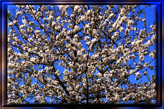 Wildkirschbl�te vor blauem Himmel